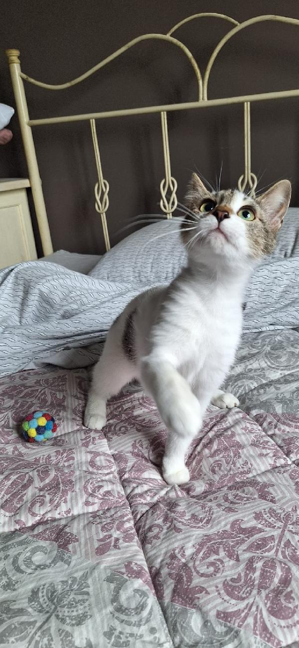 PIUMA: DOLCE GATTINA Foto 2