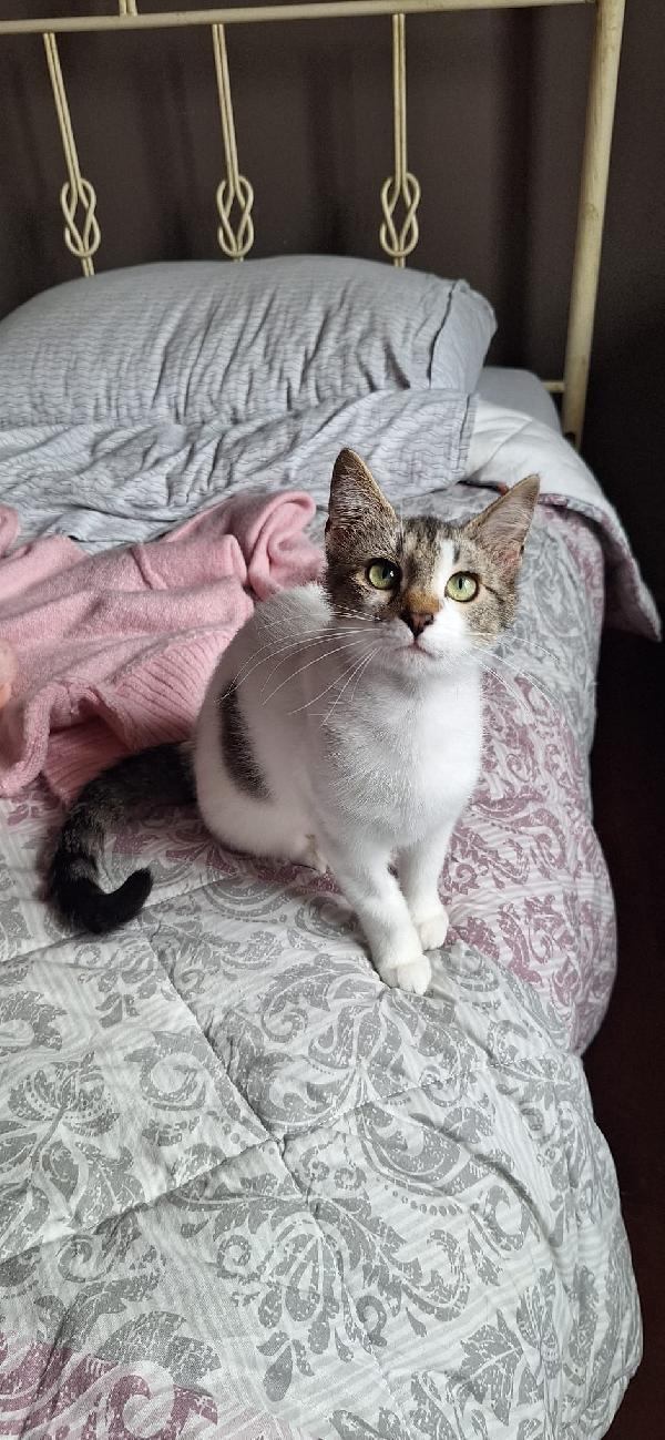 PIUMA: DOLCE GATTINA Foto 3