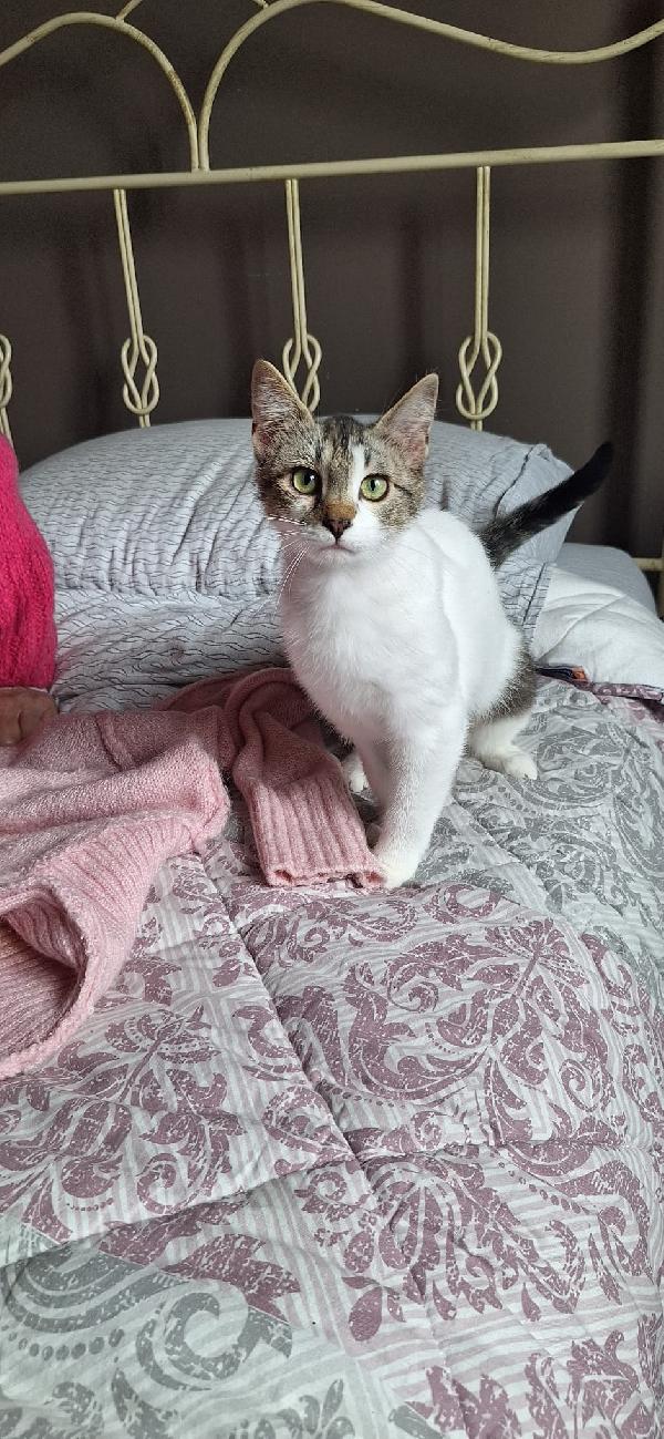 PIUMA: DOLCE GATTINA Foto 5