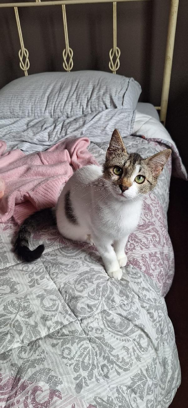 PIUMA: DOLCE GATTINA Foto 7