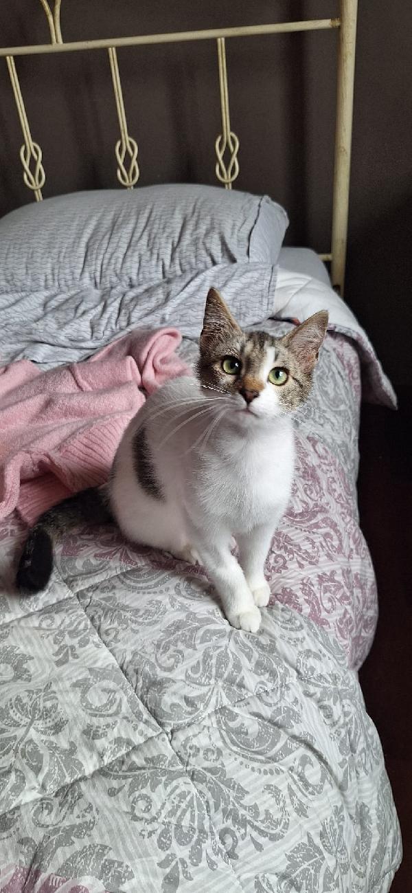 PIUMA: DOLCE GATTINA Foto 6