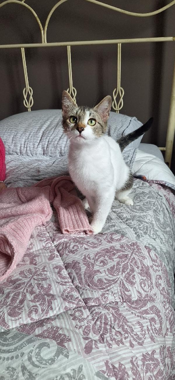 PIUMA: DOLCE GATTINA Foto 8