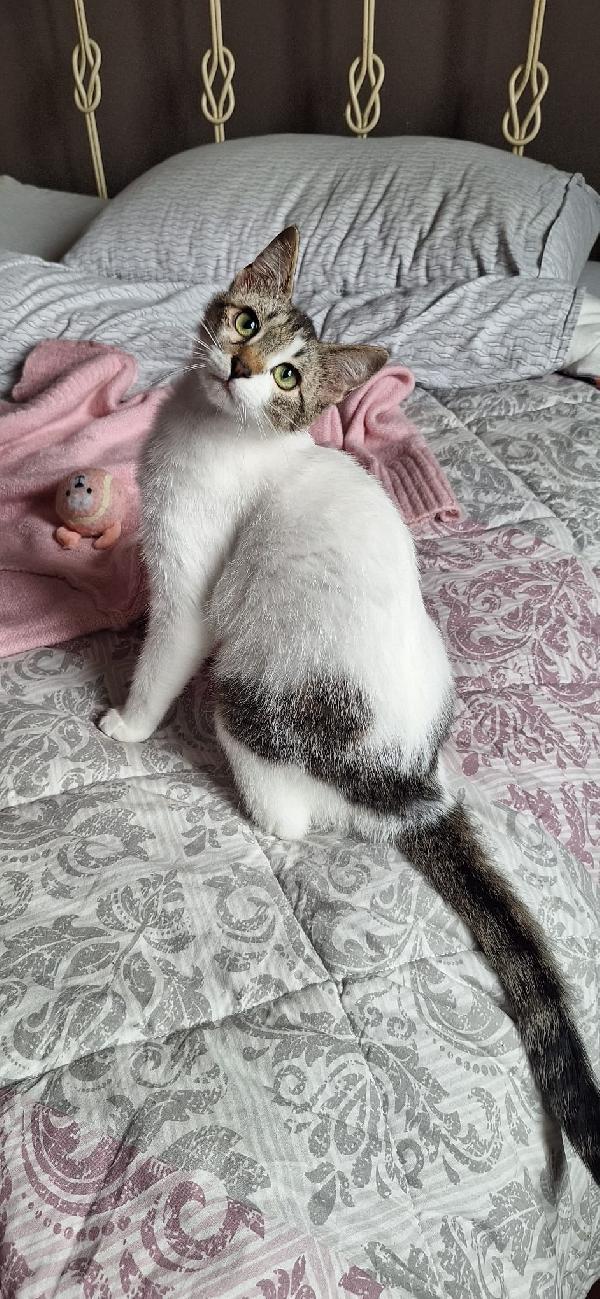 PIUMA: DOLCE GATTINA Foto 9