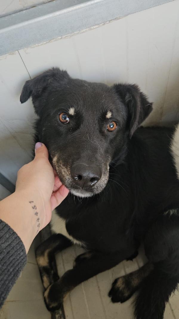 Luigi Splendido Giovanotto Taglia Media Cerca Casa 