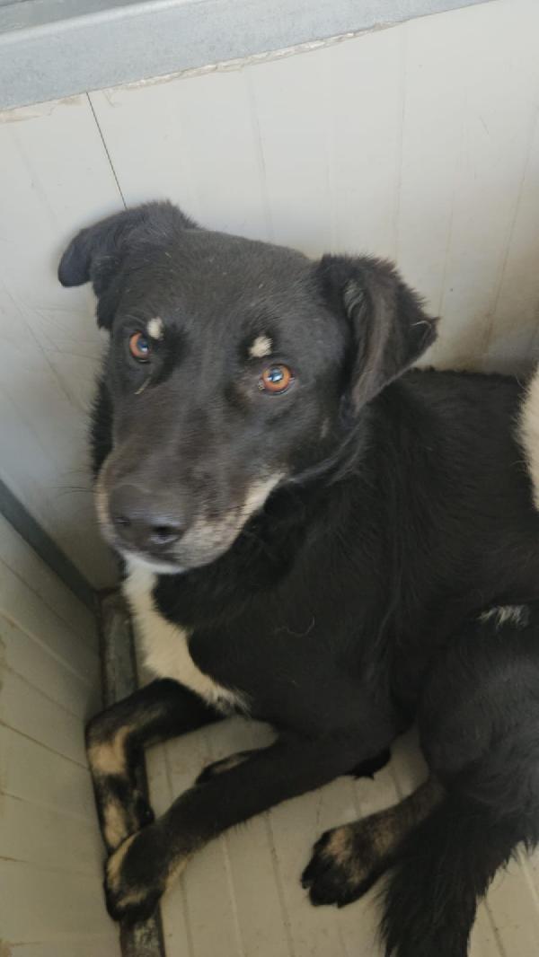 Luigi splendido giovanotto taglia media cerca casa  Foto 2