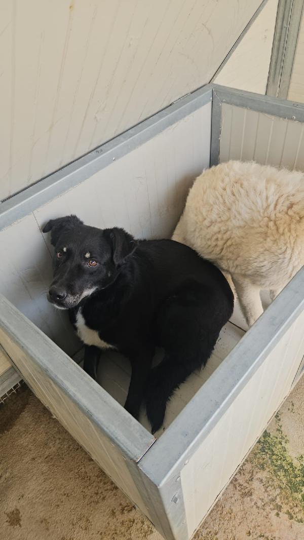 Luigi splendido giovanotto taglia media cerca casa  Foto 3