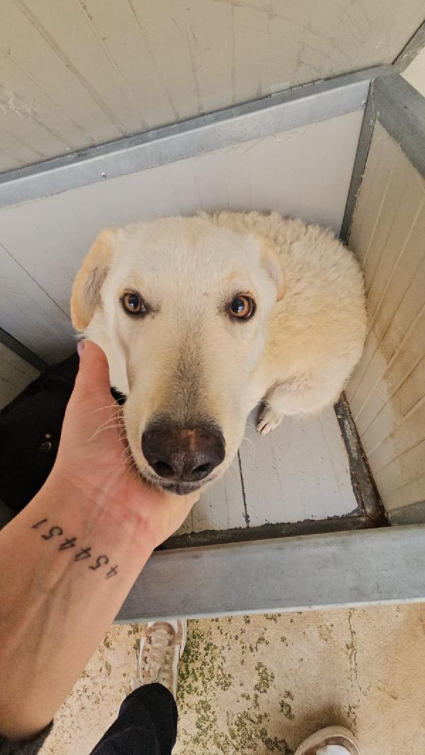 Miki Splendida Giovanotta Taglia Media Cerca Casa 