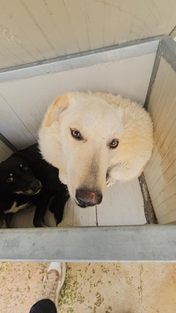 Miki splendida giovanotta taglia media cerca casa  Foto 2