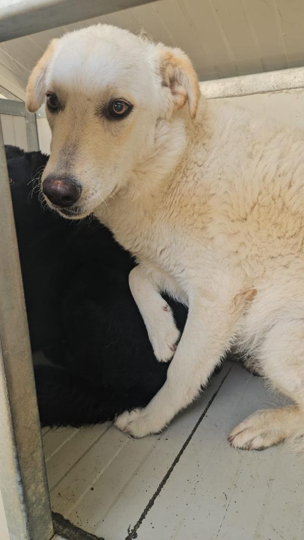 Miki splendida giovanotta taglia media cerca casa  Foto 3