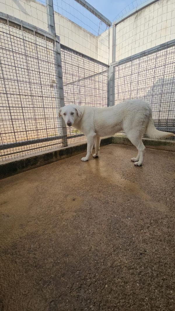 Chiara Splendida Giovane Simil Labrador Cerca Casa 