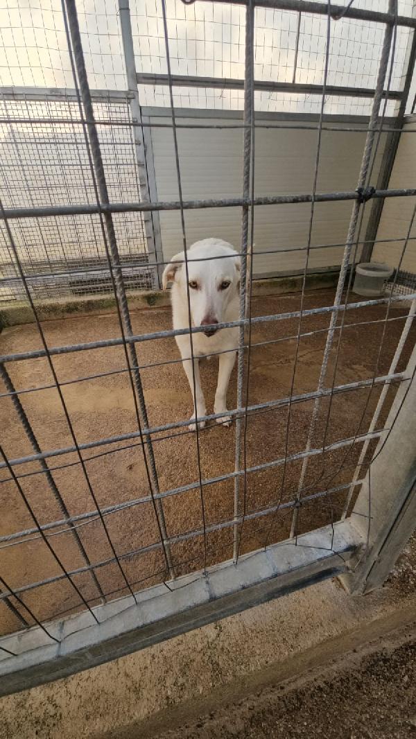 Chiara splendida giovane simil Labrador cerca casa  Foto 2