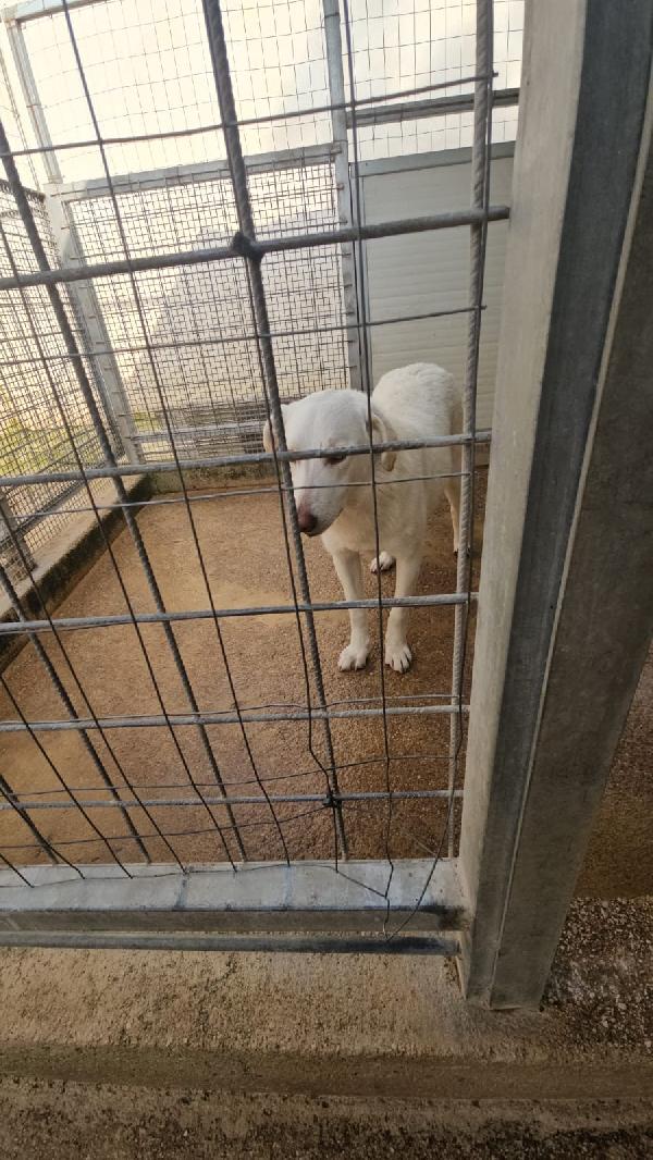 Chiara splendida giovane simil Labrador cerca casa  Foto 3