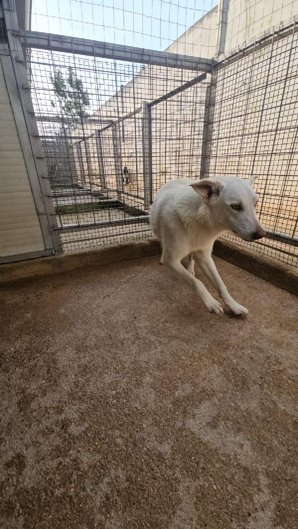 Chiara splendida giovane simil Labrador cerca casa  Foto 4