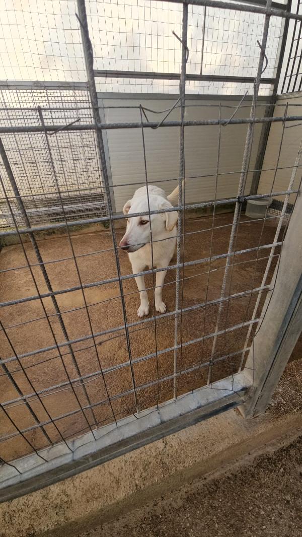 Chiara splendida giovane simil Labrador cerca casa  Foto 5