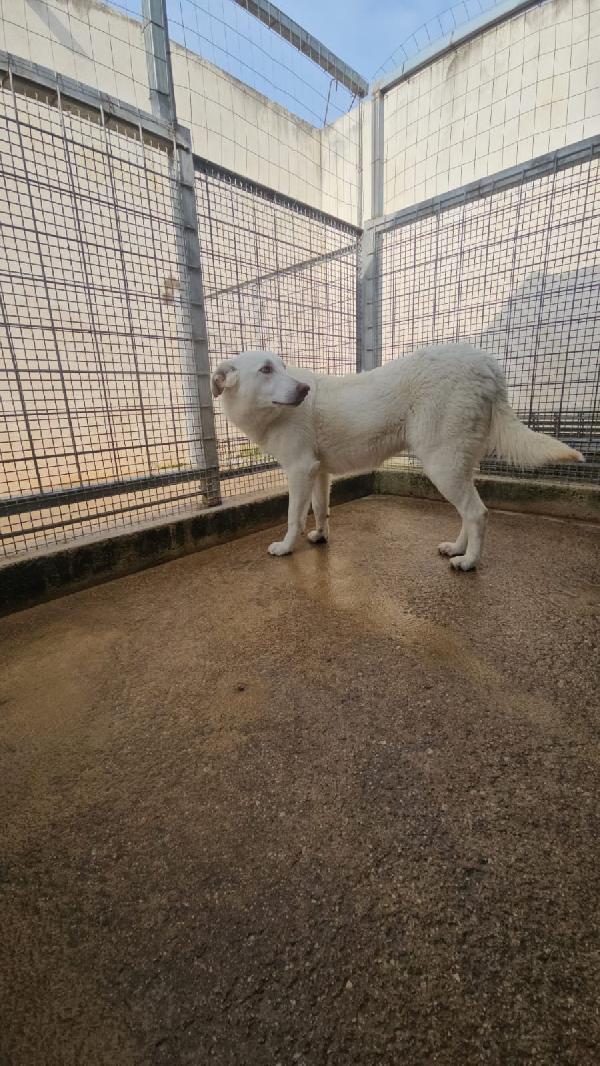 Chiara splendida giovane simil Labrador cerca casa  Foto 6