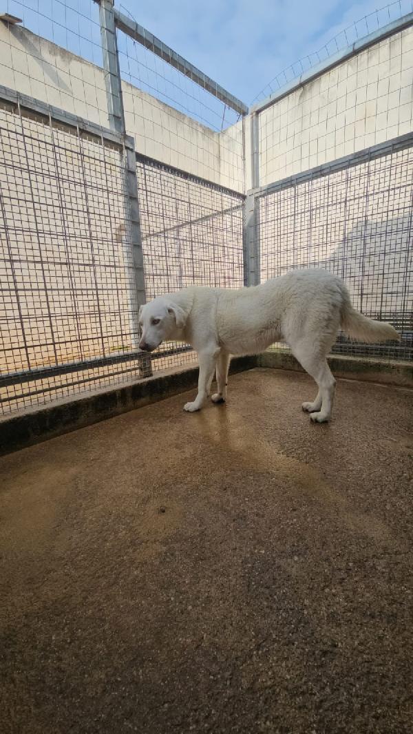 Chiara splendida giovane simil Labrador cerca casa  Foto 7