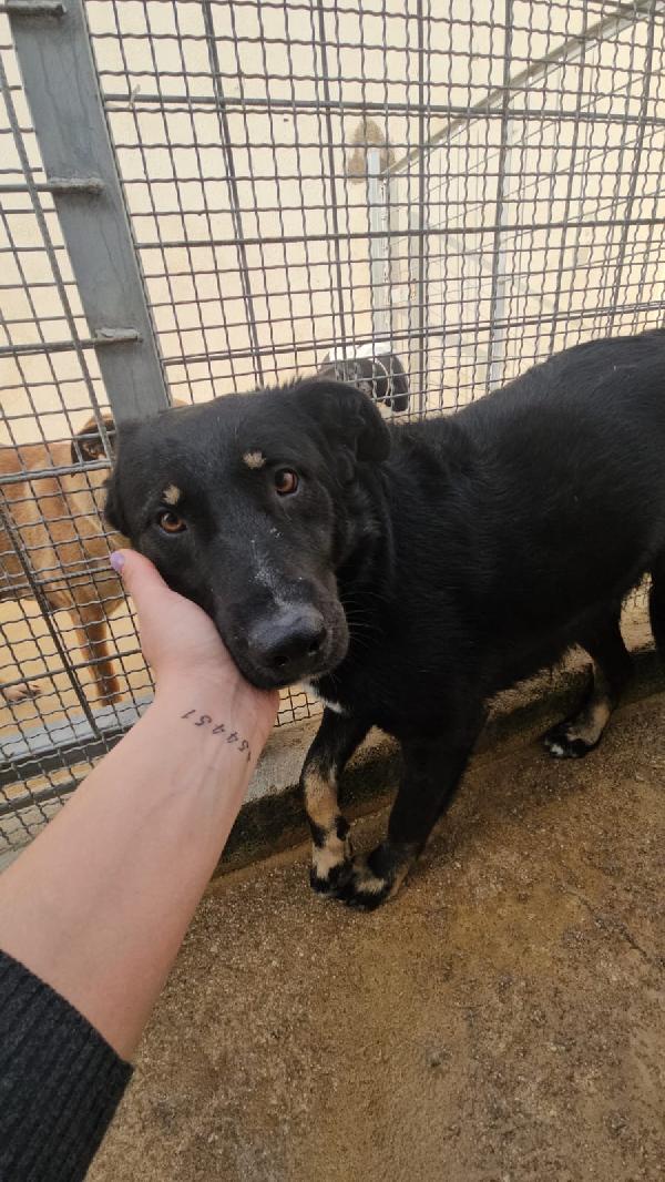 Carlo Splendido Giovanotto Cerca Casa 