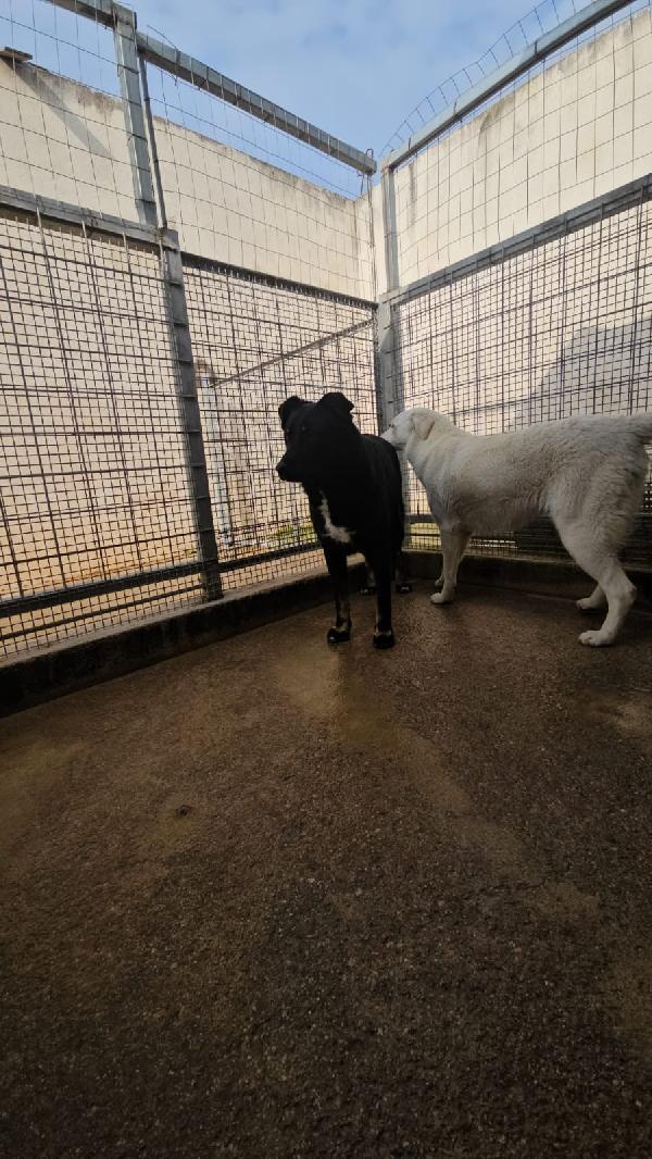 Carlo splendido giovanotto cerca casa  Foto 2