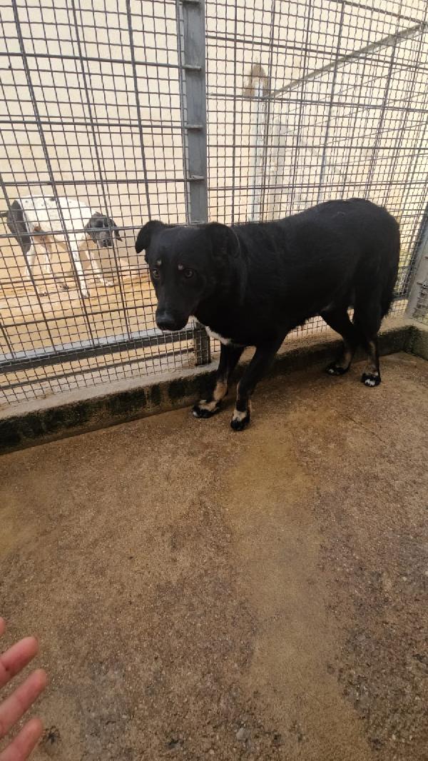 Carlo splendido giovanotto cerca casa  Foto 3