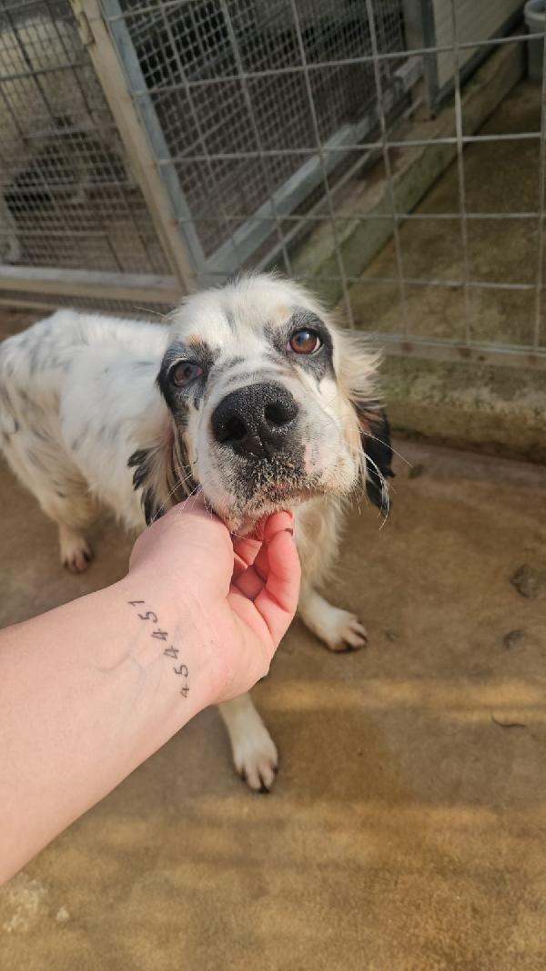 Zeus Splendido Giovane Setter Cerca Casa 