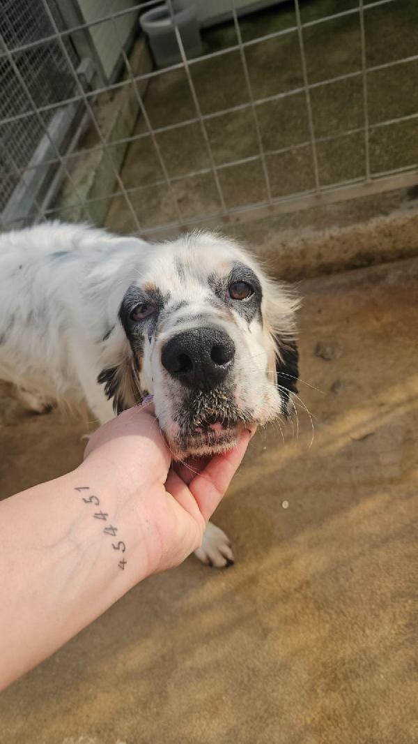 Zeus splendido giovane Setter cerca casa  Foto 2