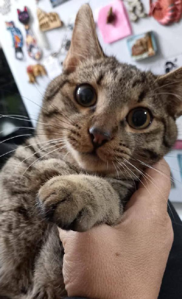 TIGRO, dolce gattino in adozione! Foto 4