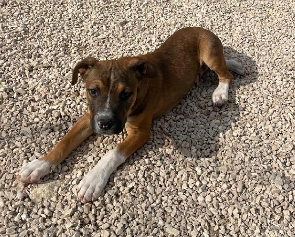 MI ADOTTI? SONO CHOCO Foto 2