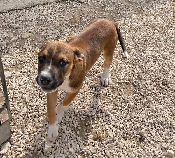 MI ADOTTI? SONO CHOCO Foto 4