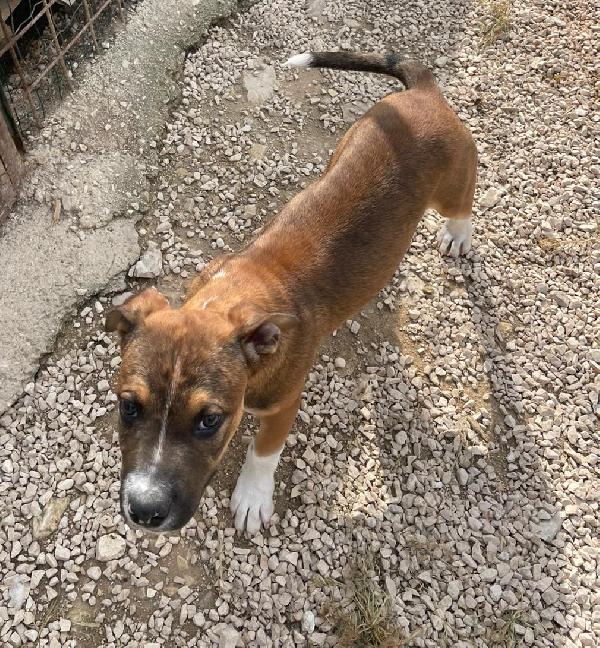 MI ADOTTI? SONO CHOCO Foto 5