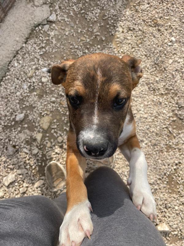 MI ADOTTI? SONO CHOCO Foto 7