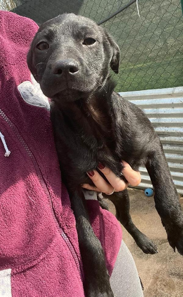 SIMON DOLCISSIMO CUCCIOLOTTO NERO Foto 3