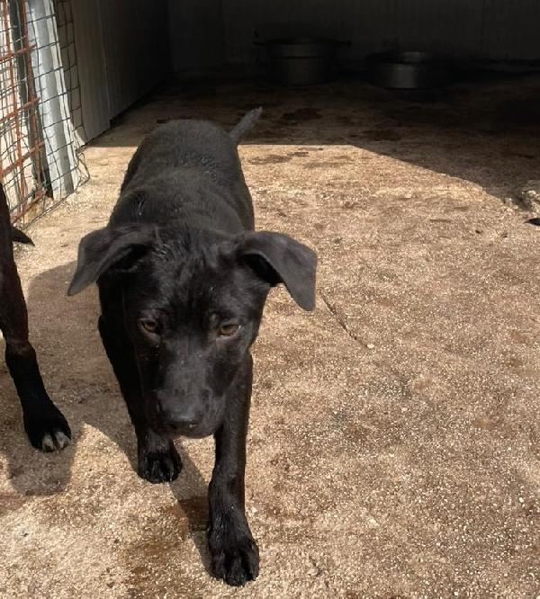 SIMON DOLCISSIMO CUCCIOLOTTO NERO Foto 5