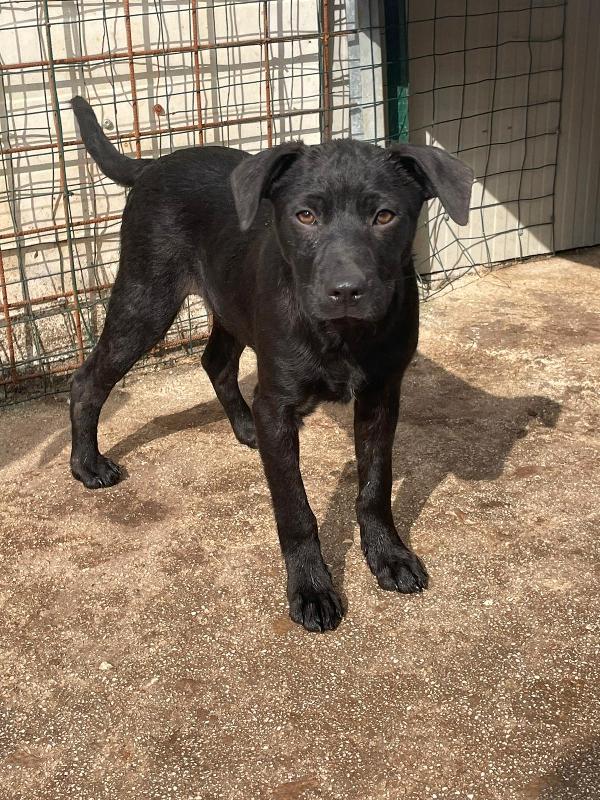 SIMON DOLCISSIMO CUCCIOLOTTO NERO Foto 6