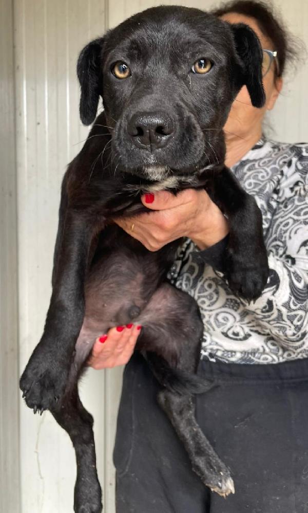 Dolce Simil Labradorino Nero