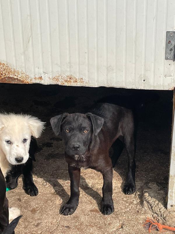 DOLCE SIMIL LABRADORINO NERO Foto 2