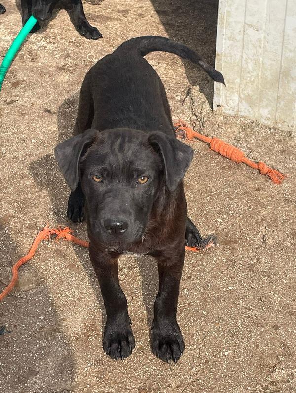 DOLCE SIMIL LABRADORINO NERO Foto 3