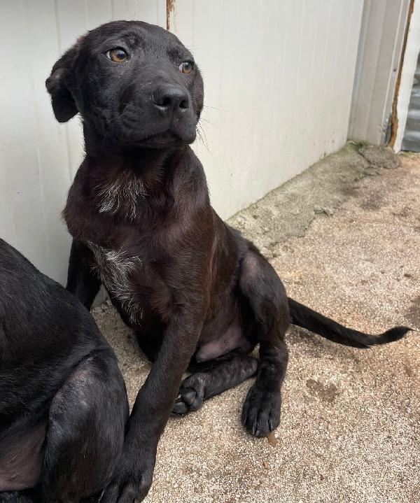 DOLCE SIMIL LABRADORINO NERO Foto 4