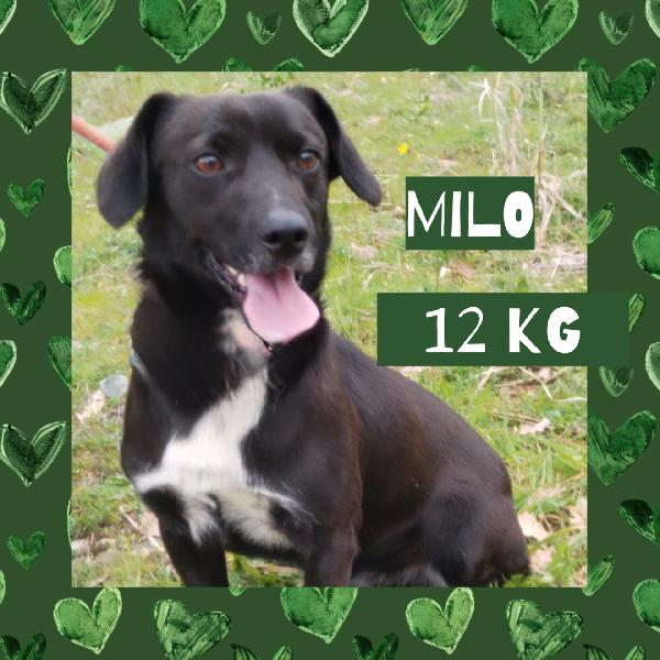 ♥️🐾 Milo 🐾♥️ Dolcissimo Taglia Piccola In Adozione 