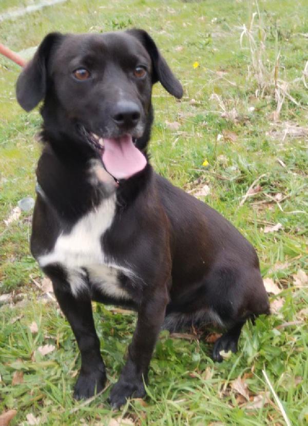 ♥️🐾 milo 🐾♥️ dolcissimo taglia piccola in adozione  Foto 2