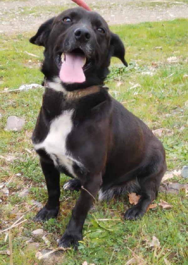 ♥️🐾 milo 🐾♥️ dolcissimo taglia piccola in adozione  Foto 3