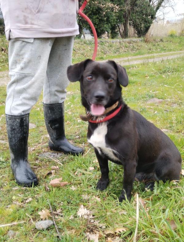 ♥️🐾 milo 🐾♥️ dolcissimo taglia piccola in adozione  Foto 4