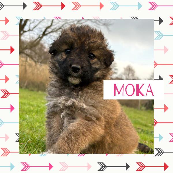 💕🐾 Moka 🐾💕 Dolce Cucciola Taglia Media In Adozione 
