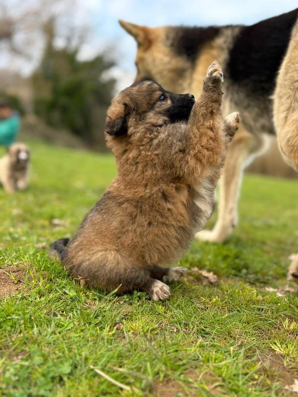 💕🐾 moka 🐾💕 dolce cucciola taglia media in adozione  Foto 2