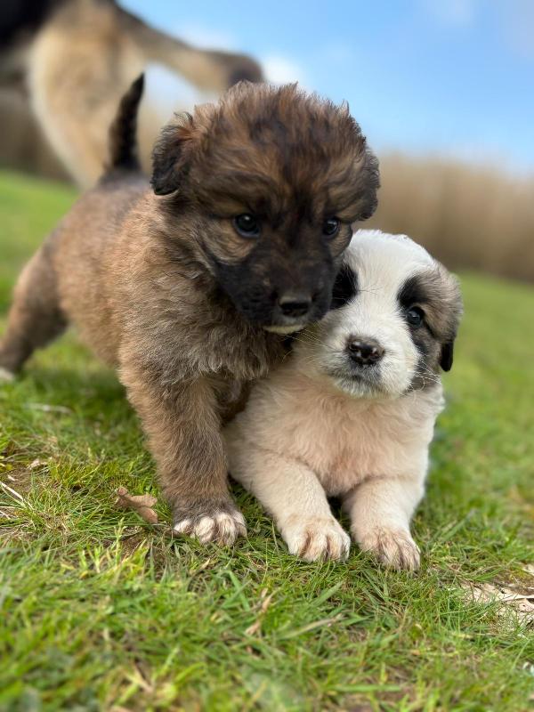 💕🐾 moka 🐾💕 dolce cucciola taglia media in adozione  Foto 3