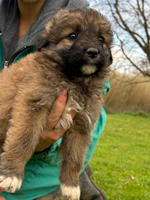 💕🐾 moka 🐾💕 dolce cucciola taglia media in adozione  Foto 6