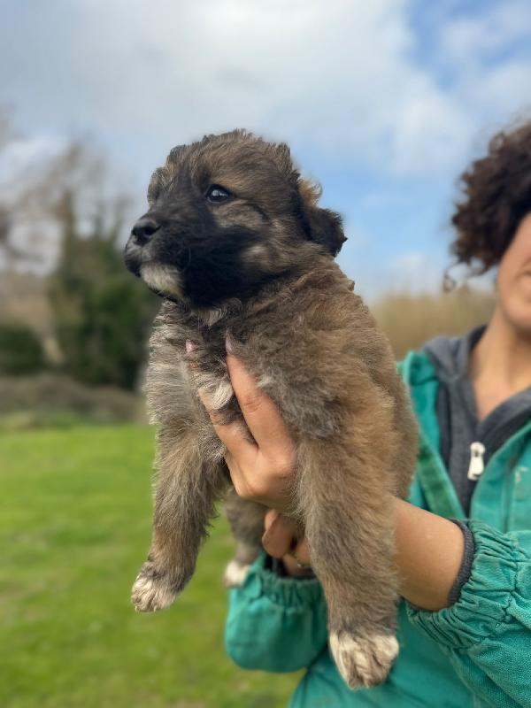 💕🐾 moka 🐾💕 dolce cucciola taglia media in adozione  Foto 8