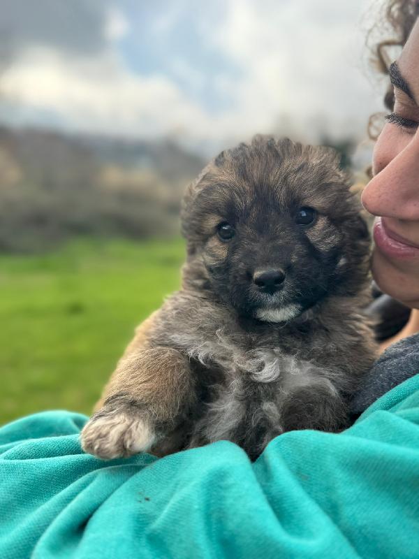 💕🐾 moka 🐾💕 dolce cucciola taglia media in adozione  Foto 10