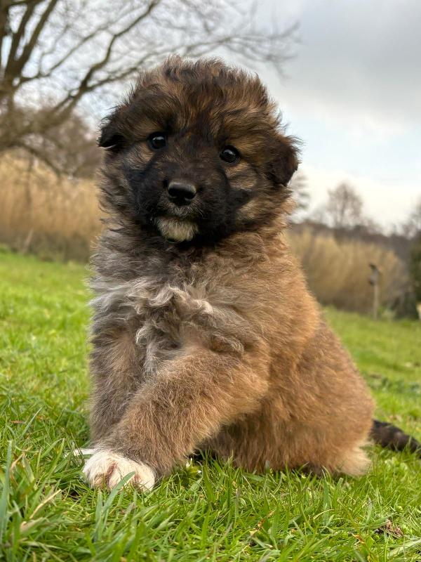 💖🐾 moka 🐾💖 dolce bellissima cucciola taglia media in adozione  Foto 4