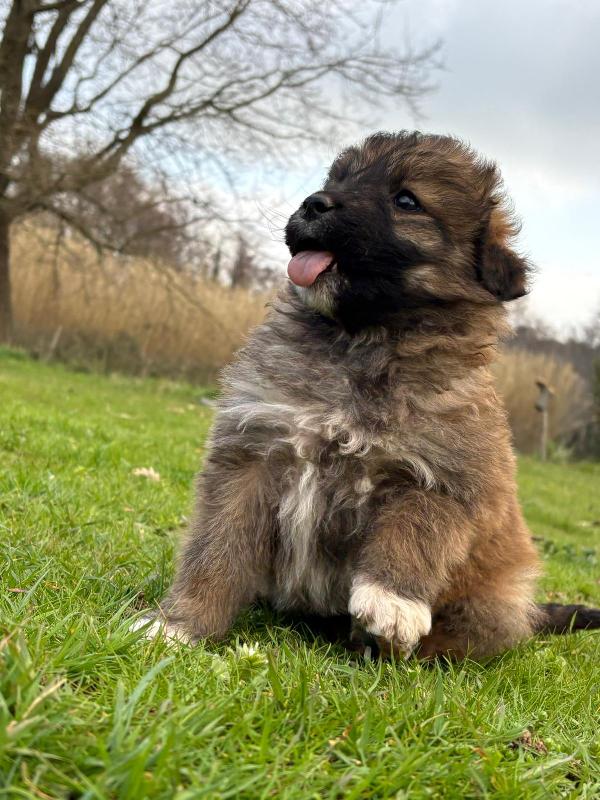 💖🐾 moka 🐾💖 dolce bellissima cucciola taglia media in adozione  Foto 5