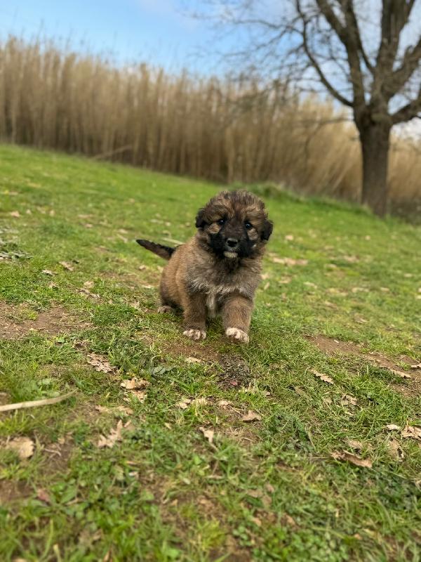 💖🐾 moka 🐾💖 dolce bellissima cucciola taglia media in adozione  Foto 7